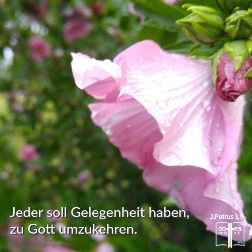 ✚ Die Liebe des himmlischen Vaters ist unbegrenzt! Von dieser Liebe muss doch anderen erzählt werden, die gute Botschaft des HERRN! 
lese www.gottes-wort.com/geboren.html
#gotteswort #gutebotschaft