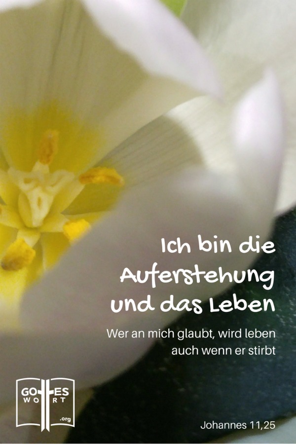 Da sagte Jesus zu ihr: »Ich bin die Auferstehung und das Leben. Wer an mich glaubt, wird leben, auch wenn er stirbt. 
Und jetzt? Christliche Bestattung? Begräbnis oder Brandbestattung?
(Weisse Tulpe)