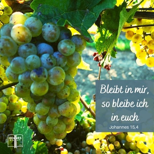 Bleibt in mir, so bleibe ich in euch. Wie die Rebe nicht von sich selbst aus Frucht bringen kann, wenn sie nicht am Weinstock bleibt, so könnt auch ihr es nicht, wenn ihr nicht in mir bleibt.John 15,4