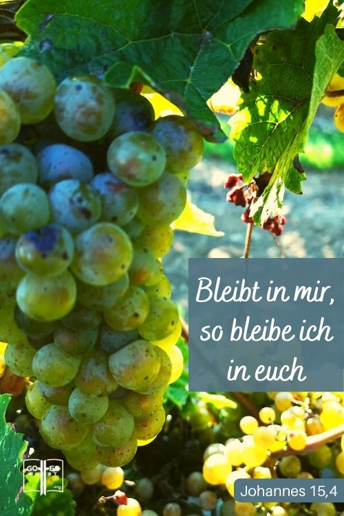 Bleibt in mir, so bleibe ich in euch. Wie die Rebe nicht von sich selbst aus Frucht bringen kann, wenn sie nicht am Weinstock bleibt, so könnt auch ihr es nicht, wenn ihr nicht in mir bleibt.John 15,4