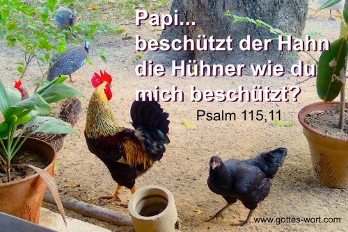 Papi … beschützt der Hahn die Hühner wie du mich beschützt? Psalm 115,11