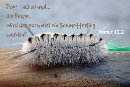 Papi … schau mal … die Raupe, wird das auch mal ein Schmetterling werden?  Roemer 12,2