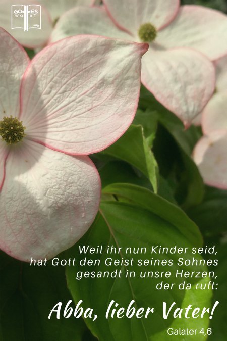 ✚  Unser himmlischer Vater ist unser Abba, unser Papi! Kennst du ihn so? Galater 4,6
https://www.gottes-wort.com/papi.html
#papi #gotteswort #abba