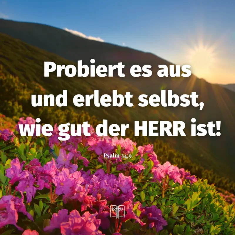 Blühende Alpenrosen im Sonnenaufgang mit Bibelvers: 'Probiert es aus und erlebt selbst, wie gut der HERR ist! – Psalm 34,9'