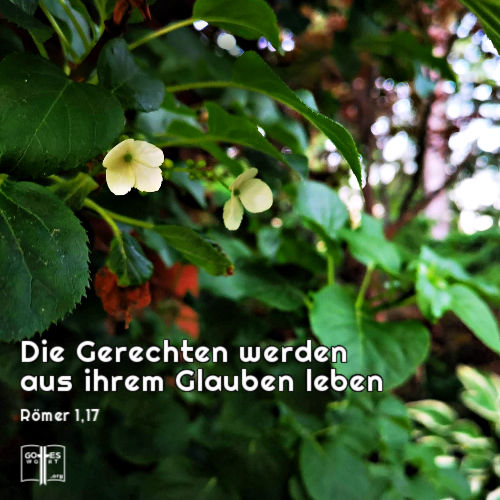 denn es wird darin geoffenbart die Gerechtigkeit Gottes aus Glauben zum Glauben,[5] wie geschrieben steht: »Der Gerechte wird aus Glauben leben«,
Römer 1,17