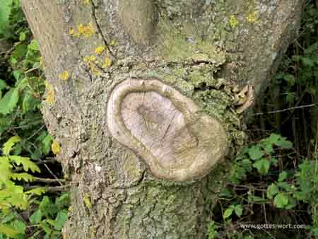 Baumstammnarbe - Ebüll, Schleswig