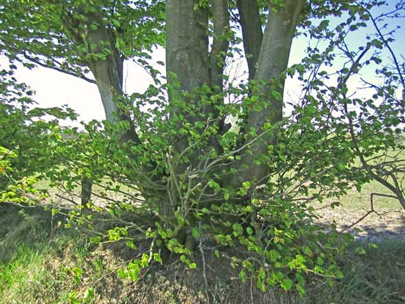 Baum - Ebüll, Schleswig