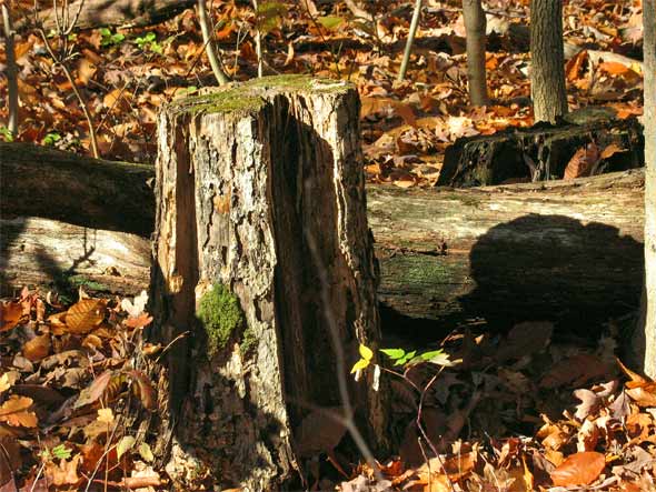 Baumstumpf im Herbst - Ontario, Kanada