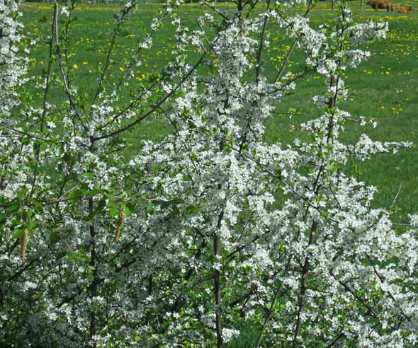 Blüten im Mai - Büttjebüll, Schleswig