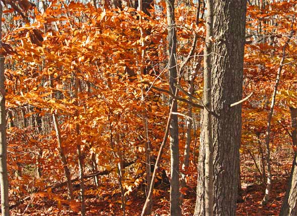 Buchenwald im Herbst - Ontario, Kanada