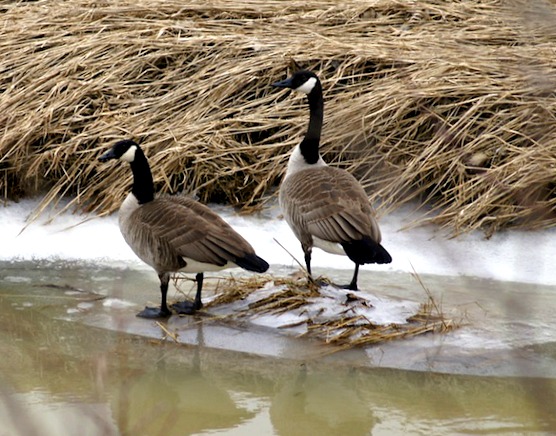 Kanadagänse im Februar, Ontario, Kanada 