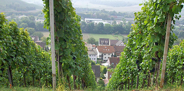 Reben - Erlenbach, Baden-Württemberg