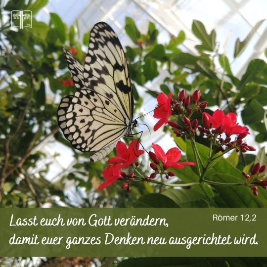 Passt euch nicht den Maßstäben dieser Welt an, sondern lasst euch von Gott verändern, damit euer ganzes Denken neu ausgerichtet wird... Römer 12,2