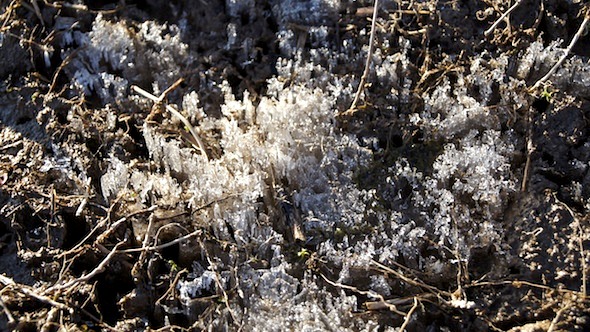 Schneekristalle, Ontario, Kanada