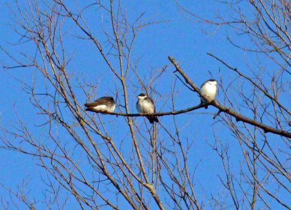 Junge Schwalben - Ontario, Kanada