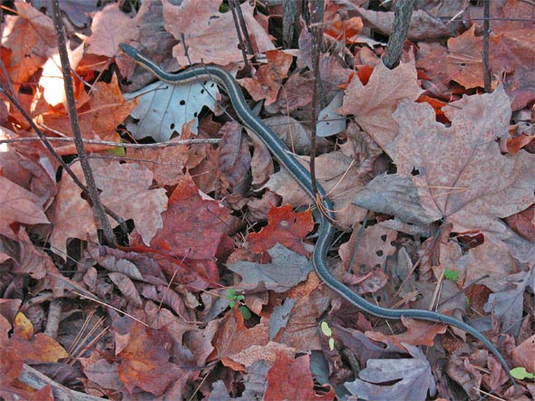 Gewöhnliche Strumpfbandnatter im Spätherbst - Ontario, Kanada