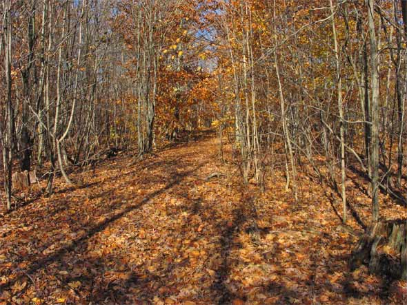 Waldweg im Herbst - Ontario, Kanada