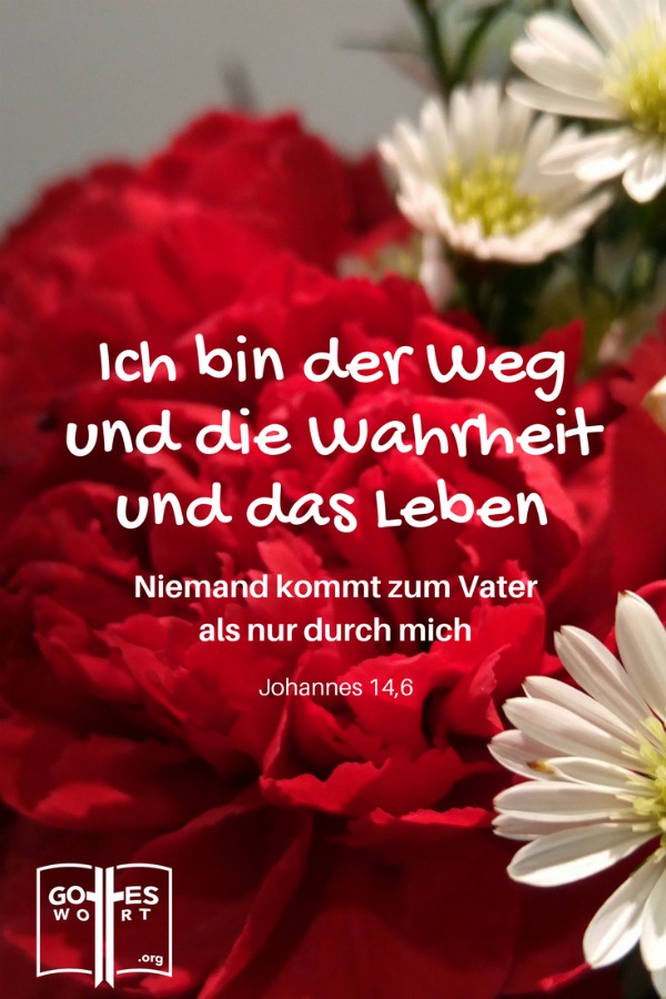 Ich bin der Weg und die Wahrheit und das Leben. Johannes 14,6
(rote Nelken)