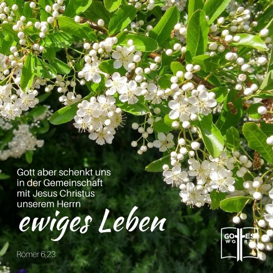 Der Lohn, den die Sünde auszahlt, ist der Tod. Gott aber schenkt uns in der Gemeinschaft mit Jesus Christus, unserem Herrn, ewiges Leben.
Römer 6,23