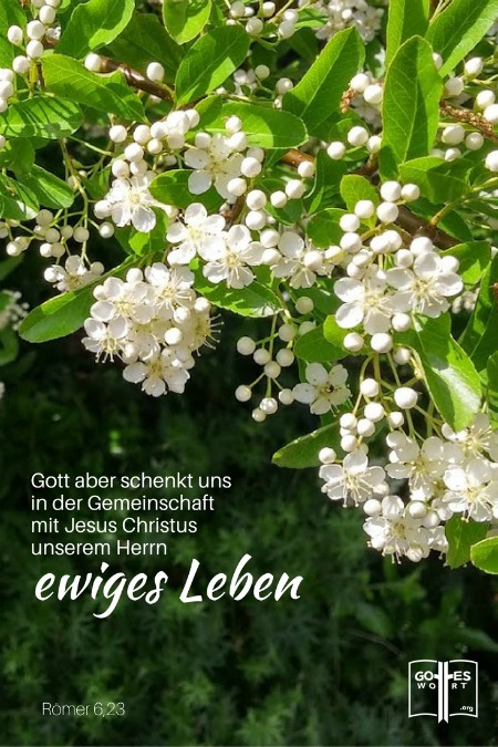 Der Lohn, den die Sünde auszahlt, ist der Tod. Gott aber schenkt uns in der Gemeinschaft mit Jesus Christus, unserem Herrn, ewiges Leben.
Römer 6,23
weisse Blumen