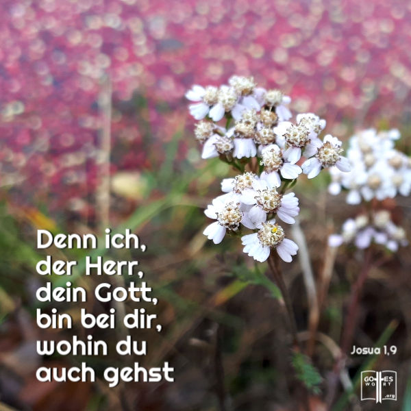 ✚ Denn ich, der Herr, dein Gott, bin bei dir, wohin du auch gehst, Josua 1,9
Lese: https://www.gottes-wort.com/daemonen.html
#bibel #jesuschristus #daemonen #gotteswort