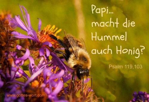 Papi … macht die Hummel auch Honig? Psalm 119,103