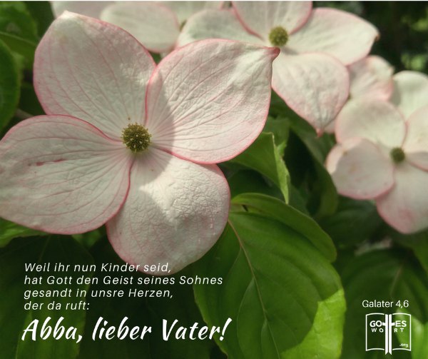 ✚  Unser himmlischer Vater ist unser Abba, unser Papi! Kennst du ihn so? Galater 4,6
https://www.gottes-wort.com/papi.html
#papi #gotteswort #abba