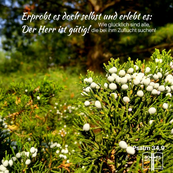 Psalm 34,9. Die Errettung verlieren? Ist das möglich? Was sagt den die Bibel dazu?
https://www.gottes-wort.com/rettung-verlieren.html
#errettung #gotteswort