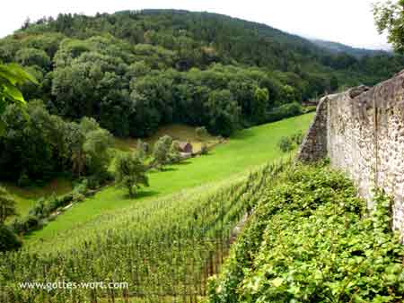 Weinberg Übersicht  - Schloss Werdenberg, Schweiz