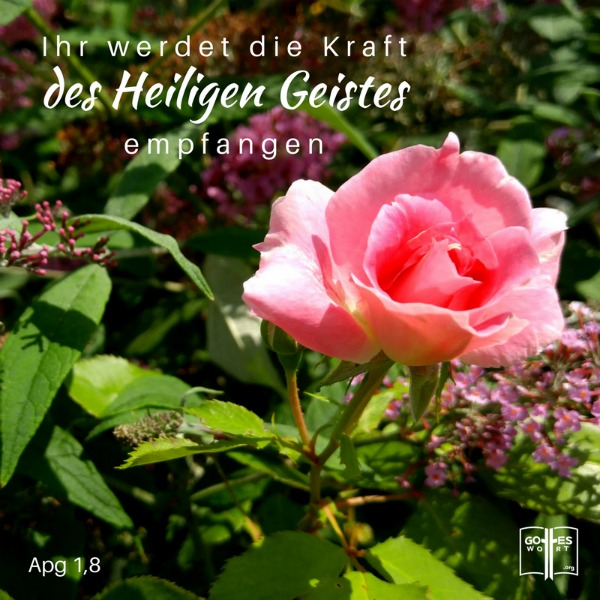 ihr werdet die Kraft des Heiligen Geistes empfangen. Apg 1,8
Die heilige Geistestaufe erklärt:  https://www.gottes-wort.com/geistestaufe.html