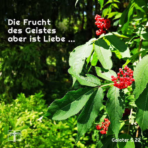Die Frucht des Geistes aber ist Liebe, Freude, Friede, Langmut, Freundlichkeit, Güte, Treue, Sanftmut, Selbstbeherrschung. Galater 5,11