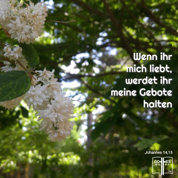 ✚  Die Botschaft: Wenn ihr mich liebt, werdet ihr meine Gebote halten. Johannes 14,15
https://www.gottes-wort.com/botschaft.html
#gotteswort #botschaft #leiben #gebote