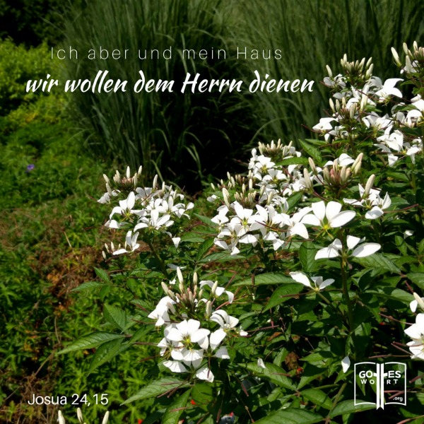 Ich aber und mein Haus, wir wollen dem Herrn dienen. Josua 24,15
Unsere Gedanken sind wichtig. Lese:  https://www.gottes-wort.com/gedanken.html