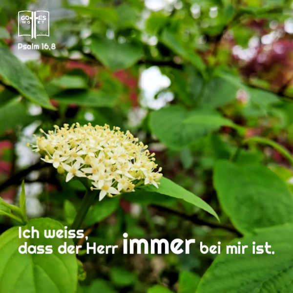 Ich weiss, dass der Herr immer bei mir ist.
Psalm 16,8