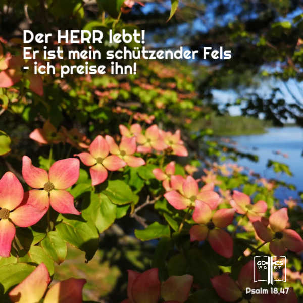 Der HERR lebt! Er ist mein schützender Fels – ich preise ihn! 
Psalm 18,47