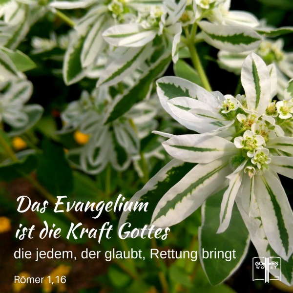 ✚ Das Evangelium ist die Kraft Gottes, die jedem, der glaubt, Rettung bringt. Römer 1,16
Schaue: https://www.gottes-wort.com/evangelium.html
#gotteswort #evangelium #botschaft